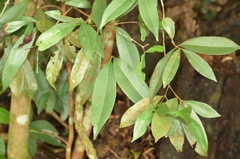 Syzygium levinei