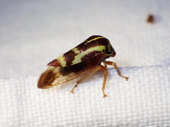 Ophiderma evelyna