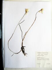 Eriophorum chamissonis