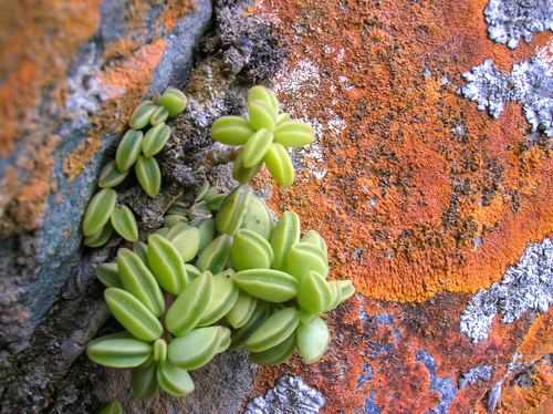 Peperomia nivalis, photograph 6