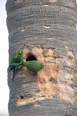 Psittacara holochlorus