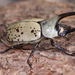 Grant's Hercules Beetle - Photo (c) Carla Kishinami, some rights reserved (CC BY-NC-ND)
