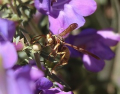 Polistes aurifer