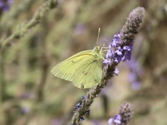 Colias harfordii