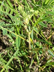 Astragalus canadensis