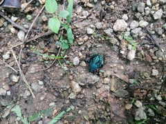 Alcaeorrhynchus grandis