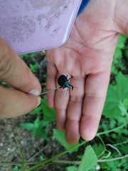 Alcaeorrhynchus grandis