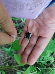 Alcaeorrhynchus grandis