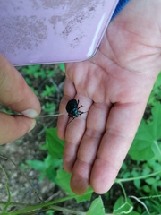 Alcaeorrhynchus grandis