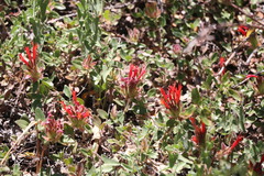 Monardella macrantha