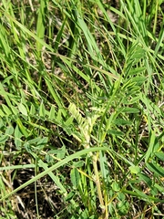 Astragalus canadensis