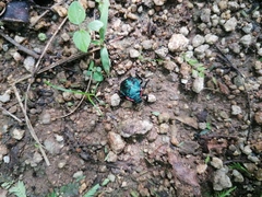 Alcaeorrhynchus grandis