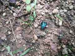 Alcaeorrhynchus grandis