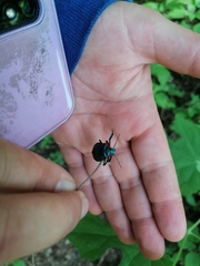 Alcaeorrhynchus grandis