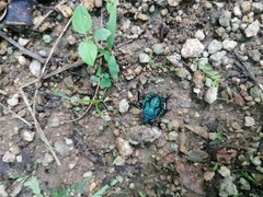 Alcaeorrhynchus grandis