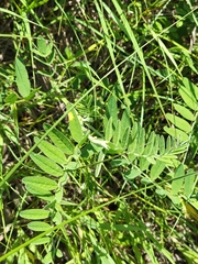 Astragalus canadensis