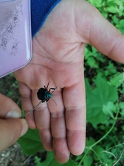 Alcaeorrhynchus grandis