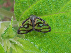 Euricania ocellus