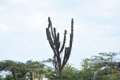 Cereus repandus