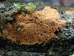 Hypoxylon crocopeplum