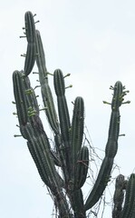 Cereus repandus