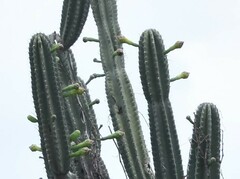 Cereus repandus