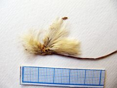 Eriophorum chamissonis