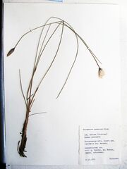 Eriophorum chamissonis