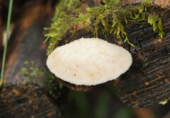Postia lactea