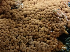 Hypoxylon crocopeplum