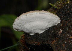 Postia lactea