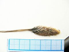 Eriophorum chamissonis