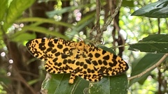 Epobeidia tigrata tigrata