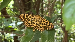 Epobeidia tigrata tigrata