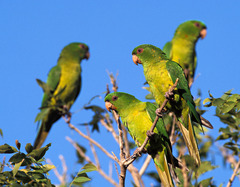 Psittacara holochlorus
