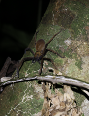 Heteropoda tetrica