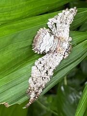 Barylestis saaristoi