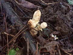 Cordyceps cranstounii