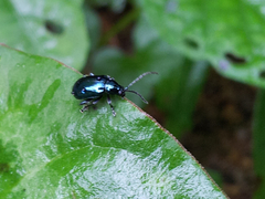 Altica cyanea