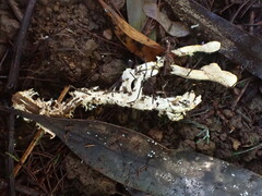Cordyceps cranstounii