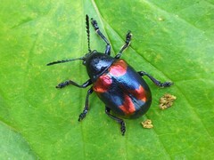 Platycorynus undatus