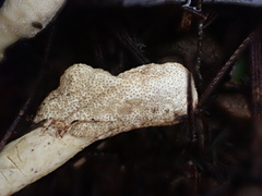 Cordyceps cranstounii