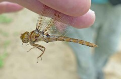 Neurocordulia molesta