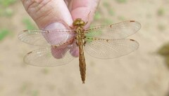 Neurocordulia molesta