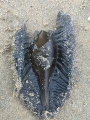 Callorhinchus callorynchus