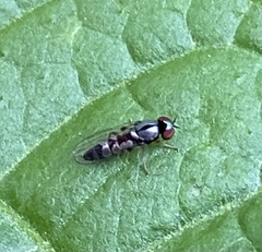 Bertamyia notata