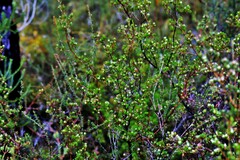 Darwinia leptantha