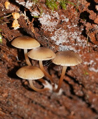 Mycena tuvara