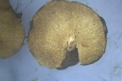 Russula paneeroides