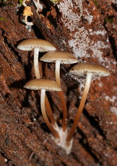 Mycena tuvara